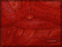 Cornsnake