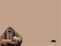 Orangutan