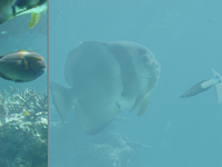 Under the Sea