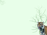 Tiger2